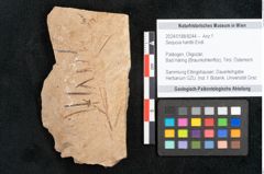 Foto (Objekt + Etikett) von Sequoia hardtii Endl. (NHMW-GEO-2024-0188-8244)
